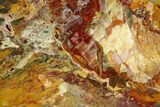 Polished Stromatolite (Conophyton) Fossil - Australia #180198-1